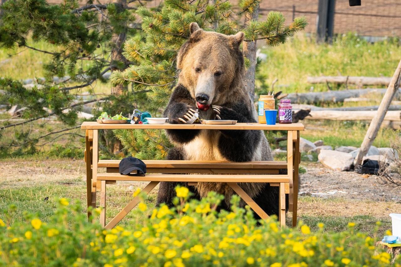 הוילה ווסט ילוסטון Baby Bear Cabin מראה חיצוני תמונה